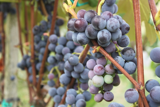 9759321953_f195cc88e2_z