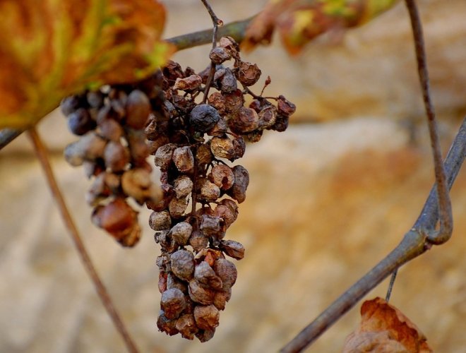 Trockenbeerenauslese-a26003833